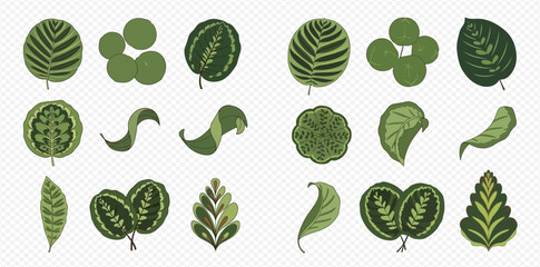 Collection of various green leaves and foliage elements on a transparent background. © MuammarAuliyan