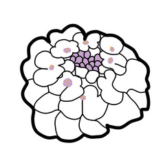 Candytulf Violet and white Flower Floral Natural hand drawn Color flora beautiful
