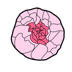 Carnation Pink Flower Floral Natural hand drawn Color flora beautiful
