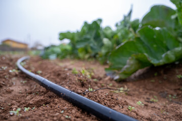 Drip irrigation tubing supplying water to vegetable crops on a farm field, promoting sustainable agriculture and efficient use of resources