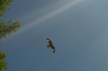An eagle soaring in the sky