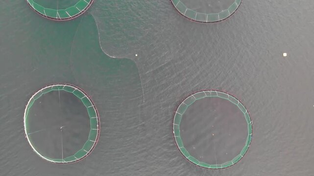 Sea fish farming in round net with floating cages in Iceland. Overhead aerial view of aquaculture salmon fishing farm enclosure