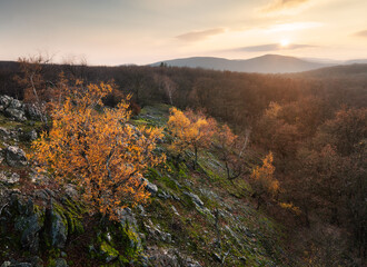 Sunset in an autumn birch grove with golden leaves and sunrays cutting through the trees on a sunny evening during the fall.