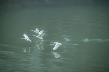 Fliegende G&auml;nse Anserinae im Nebel mit Spiegelung mit Mitzieheffekt am Neckar in Neckartenzlingen
