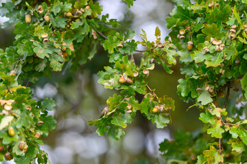 Exploring the beauty of Green Oak Leaves adorned with Acorns found in the serene Nature