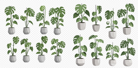 Collection of various monstera deliciosa house plants in white pots, different sizes and shapes. © MuammarAuliyan