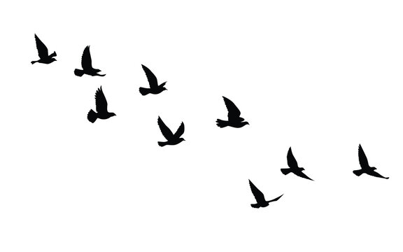 Flying birds silhouettes pattern wallpaper. Vector illustration. isolated bird flying. tattoo design. template for card, package, and wallpaper.