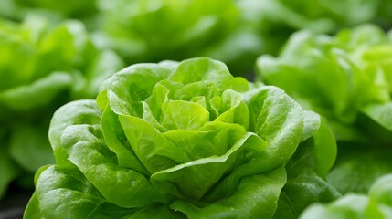 Obraz premium Close up view of crisp vibrant green butterhead lettuce heads covered in water droplets highlighting their healthy freshness in an outdoor garden
