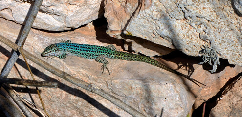 Ibiza wall lizard // Pityusen-Eidechse // lagartija de las Pitiusas (Podarcis pityusensis formenterae) - Formentera, Spain