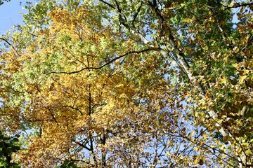 Fototapeta premium A view of the colorful fall trees in the forest.
