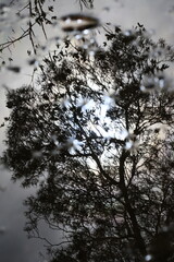 Reflet dans une flaque