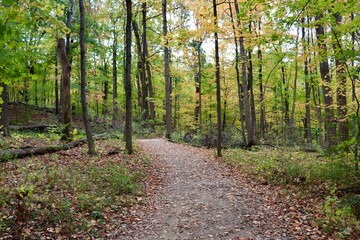 The hike though the autumn forest.