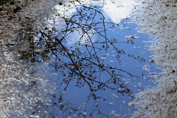 Reflet et pétales dans une flaque