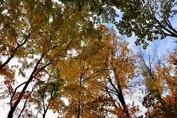 The tall autumn trees in the forest.