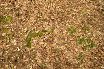 Close up of grass and moss growing on forest floor on a bed of dead leaves