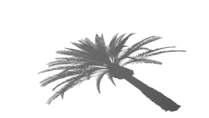 Palm Tree Silhouette Against White Background.