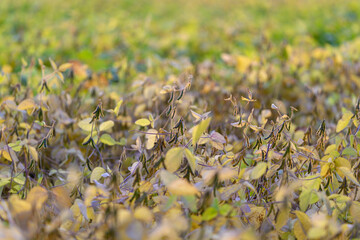 Seasonal soybean growth highlights benefits of cover cropping methods, Rice and wheat fields showcase ecofriendly agricultural techniques and land management strategies