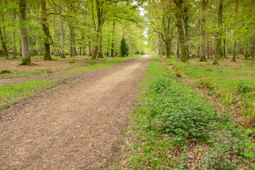 Obraz premium Dirt track leading though the woods, in the ancient New Forest, Hampshire, England, UK
