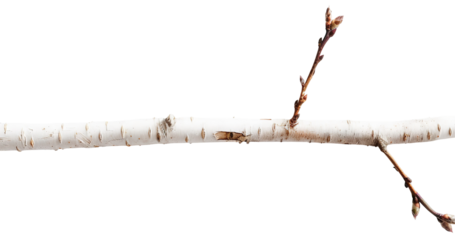 A sapling branch with pale bark is shown on a transparent background. This cut-out element highlights the buds on the branch, suitable for various design uses