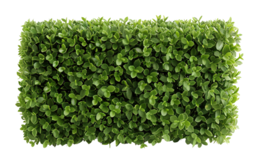 Boxwood hedge is shaped in a geometric form with a uniform cut. The hedge is shown isolated on a transparent background for clean presentation and display