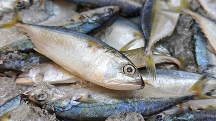 Fresh mackerel in the market.