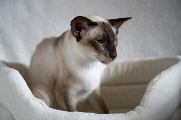 Siam Katze in ihrem Zuhause