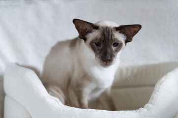 Siam Katze in ihrem K&ouml;rbchen