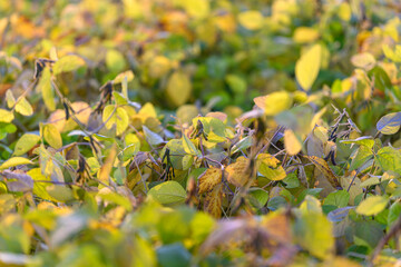 Bright early light emphasizes vibrant green leaf structures and seed pods, Soft morning...