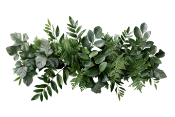 A collection of deep green shrub leaves is positioned on a transparent background. The leaves vary in shape and size and provide a natural look. This cut out is perfect for design needs