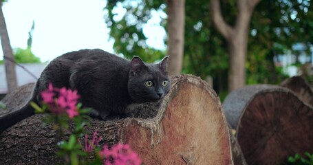 gray cat lounging on log among pink blooms and dappled sun, serene posture suggests lazy afternoon nap