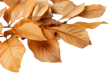 A shrub with warm variegated leaves is placed on a transparent background. The leaves have various shades of warm tones and are clearly cut out for use in design projects