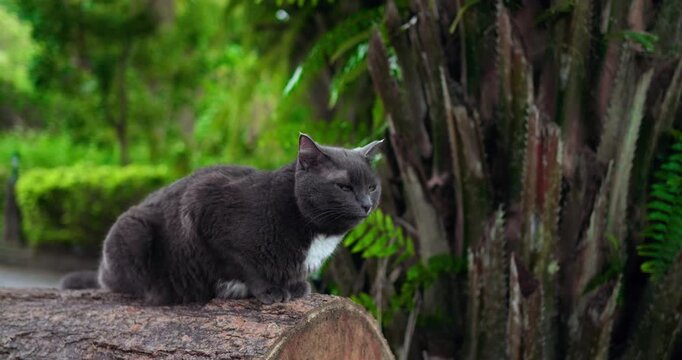 grey cat crouched on log, ferns; alert eyes scanning tropical palm trunk, slow sniffing and subtle crouch