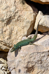 Ibiza wall lizard // Pityusen-Eidechse // lagartija de las Pitiusas (Podarcis pityusensis formenterae) - Formentera, Spain