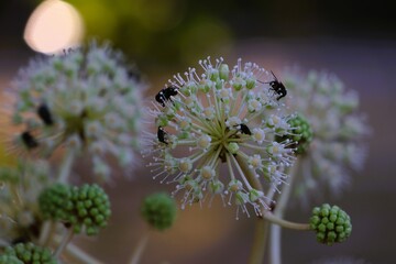 Insects swarming around Fatsia flowers