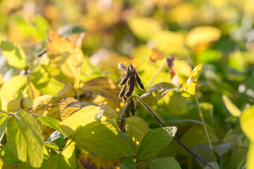 Soy seedfilled pod enveloped by lush green foliage during harvest, Scene showcasing fully developed soybean pods nestled within abundant green leaves during harvesting season