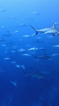 School of Hammerhead Sharks Underwater