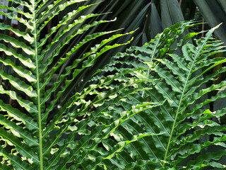 Vibrant Green Wavy Fern Leaves in Natural Light