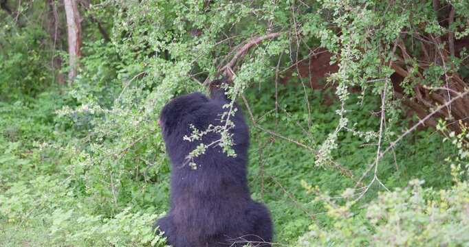 Sri Lankan Sloth Bear (Melursus ursinus inornatus) in Yala National Park, Sri Lanka