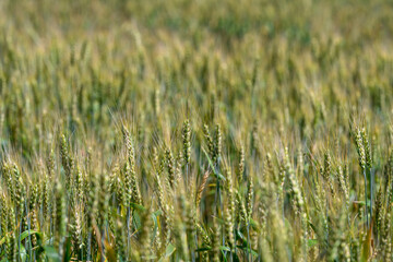 A Beautiful Golden Wheat Field Bathed in Warm Sunlight During Late Summer, Ideal for Viewing