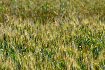 A Beautiful and Lush Wheat Field Bathed in Golden Light During the Time of Harvest