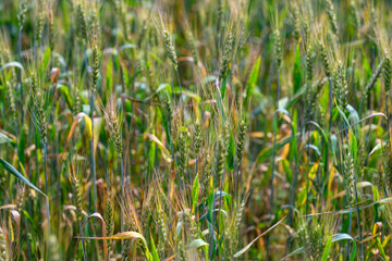 A Lush Green Grain Field that is Fully Prepared and Ready for the Upcoming Harvest Season