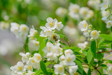 Delicate White Flowers Being Pollinated by a Bee in the Beautiful Splendor of Nature