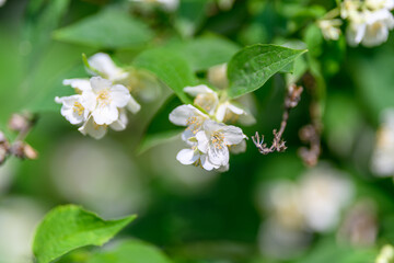 Delicate and Elegant White Flowers Accompanied by Lovely Green Leaves in Full Blooming Glory