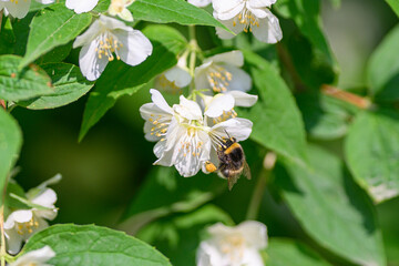 A Beautiful Bee Collecting Sweet Nectar from Delicate White Flowers in the Springtime