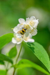 A Honeybee Carefully Pollinating Beautiful White Jasmine Flowers in a Lush Garden Thriving with Life