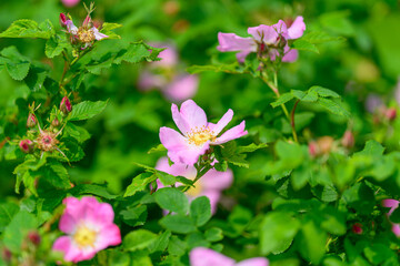 Naklejka premium Stunningly Beautiful Pink Wildflowers Flourishing Amidst Lush Greenery All Around Us