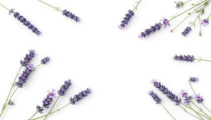 A gentle frame of delicate purple lavender sprigs for peaceful backgrounds and serene designs.