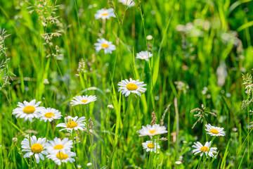 A Beautiful Wildflower Meadow adorned with Daisies in Full Bloom during the Spring Season