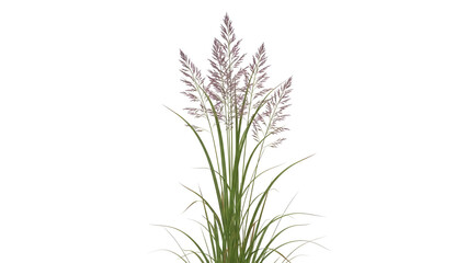 Fototapeta premium Fresh organic rosemary sprigs isolated on a white background