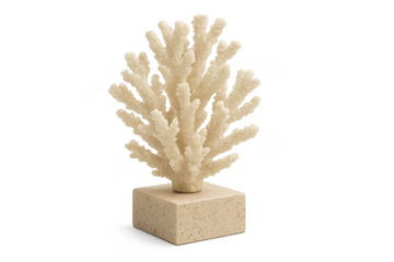 Beige coral sculpture on stone base decoration